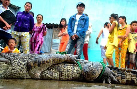 Rộ tin đồn cá sấu nổi trên sông