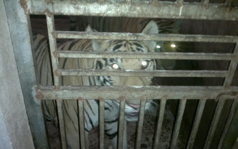 Thời sự tuần qua: Cảnh nuôi hổ như nuôi lợn