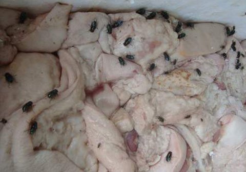 Đưa gần 1 tấn gà thối đi tiêu thụ