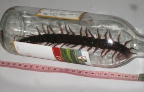 Rết khổng lồ xuất hiện ở nhà dân