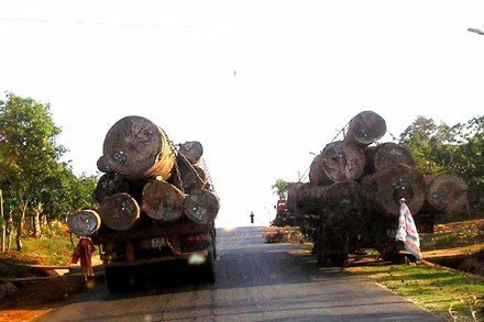 Nhập khẩu gỗ khốn khổ vì ‘giấy phép con’