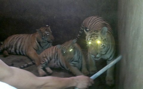 'Vạch mặt' các điểm nóng nuôi, thịt hổ