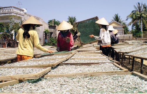 Trung Quốc lại gom mua cá cơm