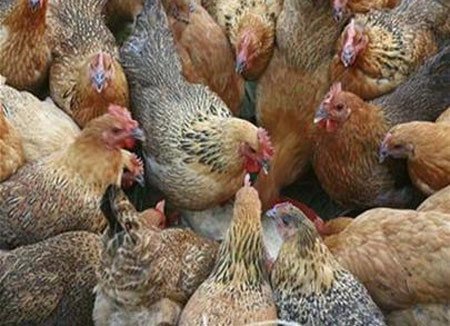 Gà thải Trung Quốc: Ăn hóa chất đẻ 4 trứng/ngày