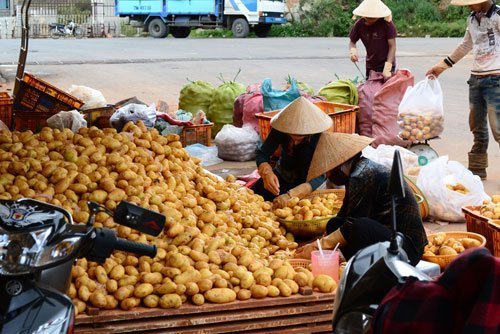 Chiêu biến khoai tây Trung Quốc thành khoai Đà Lạt