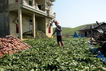 Thương lái Trung Quốc ào ào mua lá chu ka