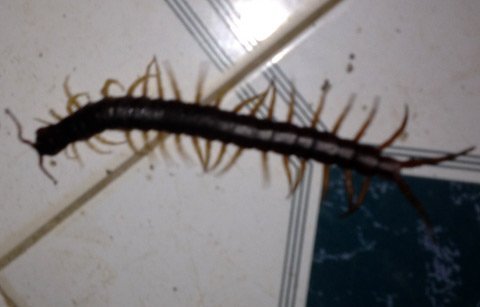 Thời sự trong ngày: Rết khủng bò lên đùi