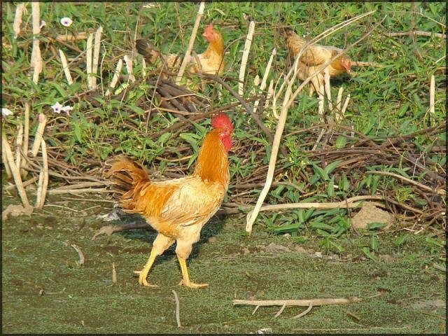 Khó tin: Gửi thư báo trước khi đến ăn trộm