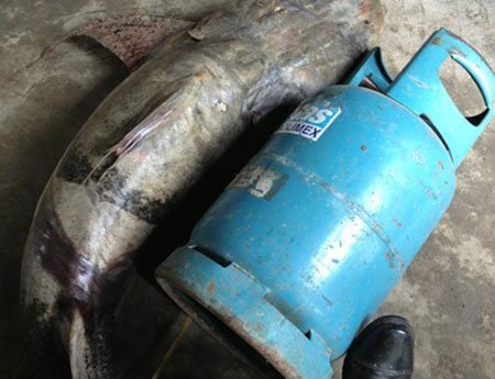 Bắt được cá quý hiếm nửa tạ ở Cao Bằng