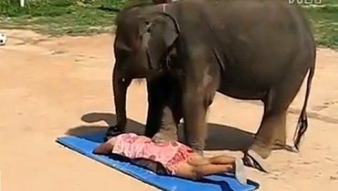 Nữ du khách được voi mát xa