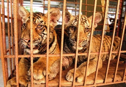 Thời sự trong tuần: Đưa hổ đi trốn