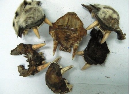 Phát hiện gói quà biếu toàn răng, móng sư tử