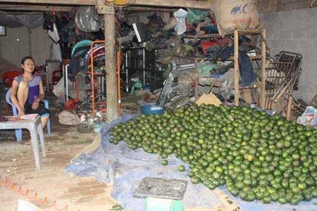 Phải bán cam non để khỏi nghi hàng Trung Quốc
