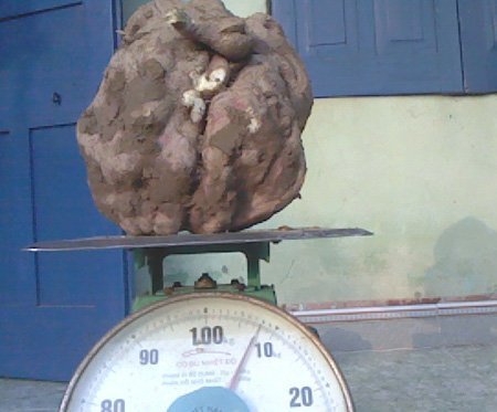 Đào được củ khoai lang có hình 'ngón tay cái'