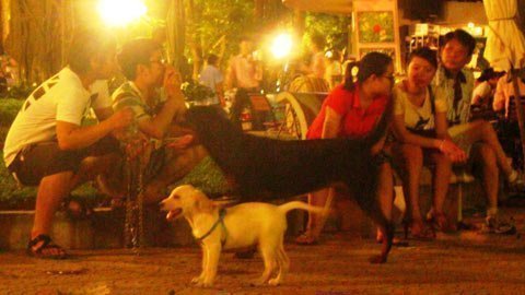 Chó gây tai nạn chủ phải đền
