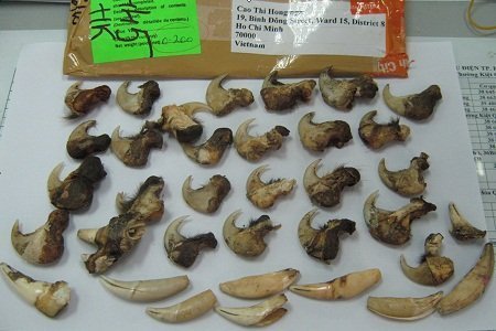 Nanh vuốt sư tử là thuốc 'chữa bách bệnh'?