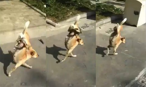 Chú chó đi bằng 2 chân trước dọc phố