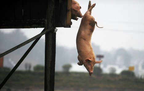 Lợn 'nhảy cầu' tắm 'sành điệu'