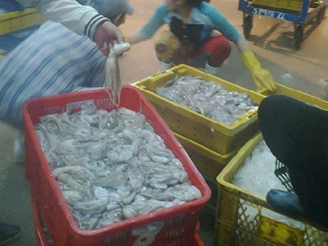 Bạch tuộc 'vươn vòi' khắp Sài Gòn