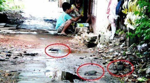 Phát hiện chuột cống mang virút gây suy thận