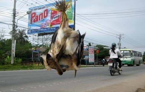 Tận diệt chim trời bán công khai trên QL1A