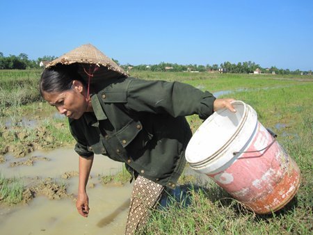 Bất lực ngăn chặn bắt cua đồng bằng... thuốc sâu
