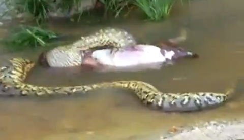 Con rắn quằn quại cố nuốt con bò