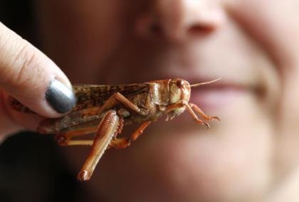 Tiệc rùng rợn: Sushi bọ ngựa, rết, giòi