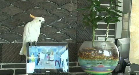 Vẹt cũng phát cuồng vì Gangnam Style