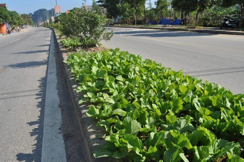 Trồng rau... giữa đường quốc lộ