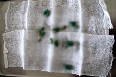 Bắt gần trăm con giòi trong mũi người đàn ông
