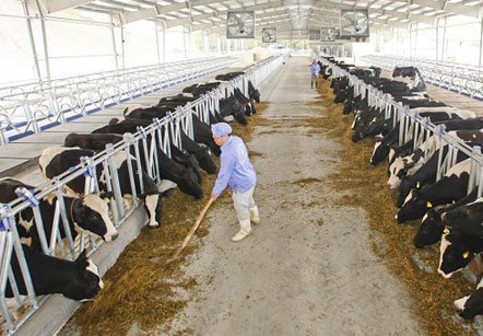 Sữa tươi tuyệt hảo nhập nhèm nguồn gốc