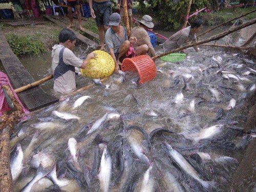 DN thủy sản kéo nhau xuống hố