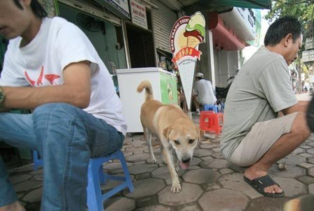 Chó, mèo cũng phải... 'chính chủ'