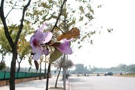 Hoài niệm mùa ve