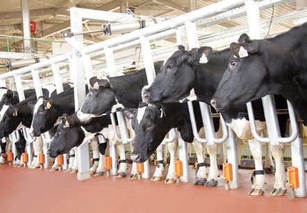 Dẹp loạn trên thị trường sữa