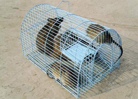 Hàng diệt chuột “lên hương”