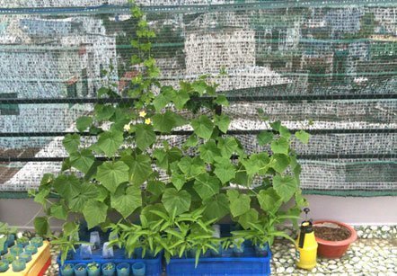 Mốt trồng rau tại gia của dân Sài Gòn