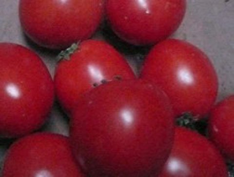 Cà chua chín đỏ đẹp nhờ hóa chất lạ