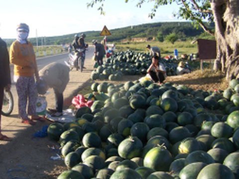 Nông dân đổ dưa hấu ra quốc lộ bán giá bèo