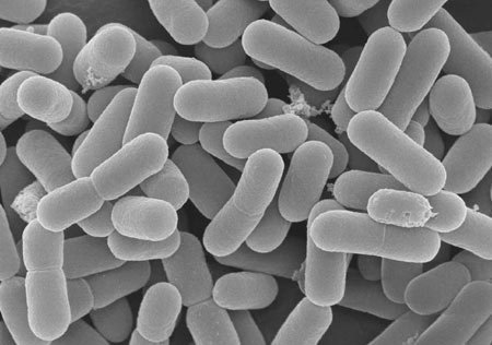 Lợi khuẩn Probiotics hỗ trợ kiểm soát cholesterol