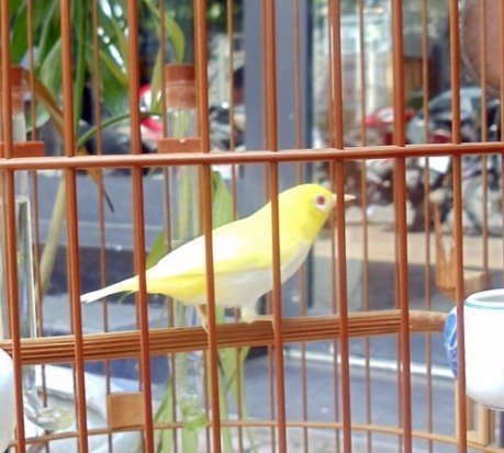 Những thú vui 'đốt tiền' thời bão giá của nhà giàu HN