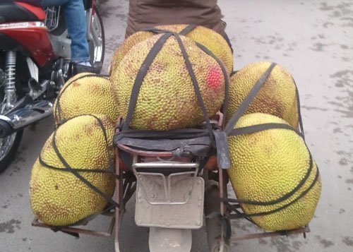 Mít non chín thơm nhờ tiêm thuốc lạ