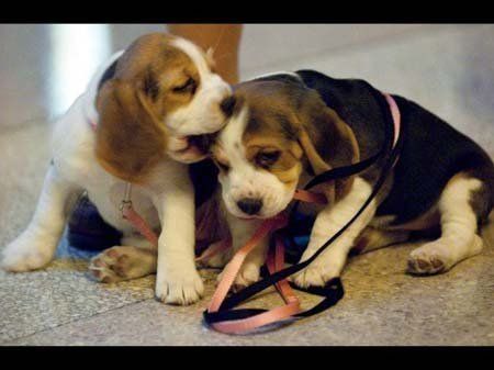 Đại học dùng chó trị liệu cho sinh viên