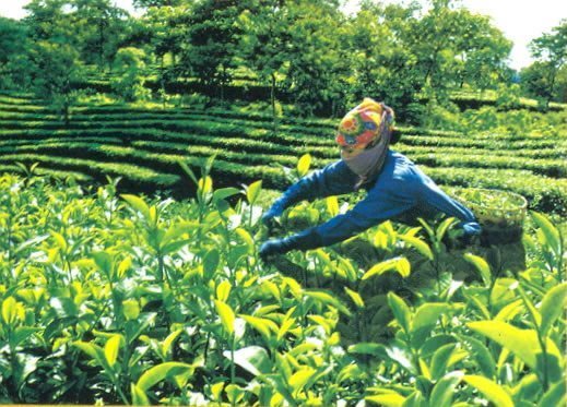 Thương lái Trung Quốc thu mua hạt chè