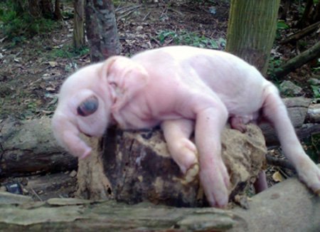 Đổ xô đi xem lợn đẻ ra…voi
