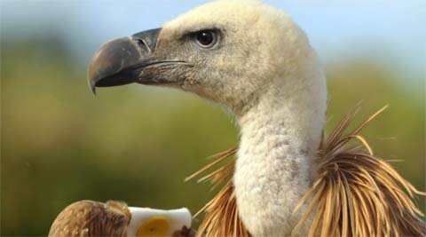 Thực hư chuyện gián điệp kền kền Israel