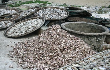 Lưu huỳnh trong cá, mực khô cao gấp hơn 10 lần cho phép