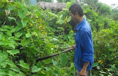 Quê nghèo xôn xao với bài thuốc 