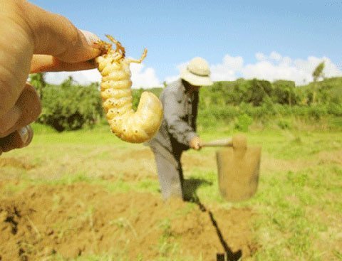 Hái ra tiền nhờ sùng đất